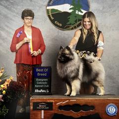 Cruise - Keeshond