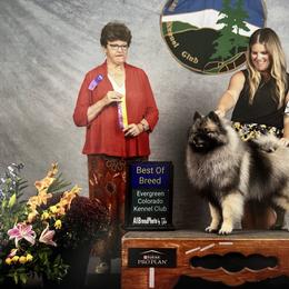 Cruise - Keeshond