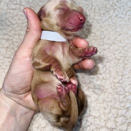 Rosey girl - Cream female Dachshund puppy in Prescott, Arizona from Dachshund Family Love Breeders
