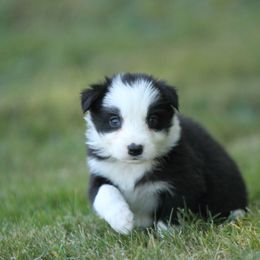 Border Collie Puppies from Midnight Border Collies