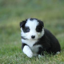 Border Collie Puppies from Midnight Border Collies