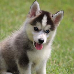 Pikachu - Black and white male Pomsky puppy in Junction City, Ohio from JC Pups