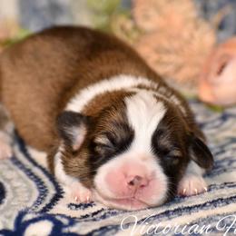 Locust - Sable male Pembroke Welsh Corgi puppy in East Canton, Ohio from Victorian Farms