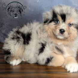 Rolex - Blue merle male Australian Shepherd puppy in Fultonville, New York from Sandy Aussies & Pomeranians