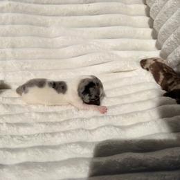 Female 2 - Dapple female Dachshund puppy in Magnolia, Texas from J&R Macias Dachshunds