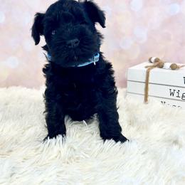 Blue Collar Boy - Black male Miniature Schnauzer puppy in Springfield, Tennessee from My Lovable Schnauzers