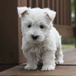 West Highland White Terrier Puppies from The West Acres