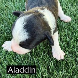 Aladdin - Black and white male Aussiedoodle puppy in Bakersfield, California from Annie's Aussies
