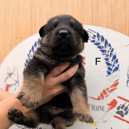 Girl 2 - Black and tan female German Shepherd puppy in Hollis Center, Maine from Noble German Shepherds of Maine