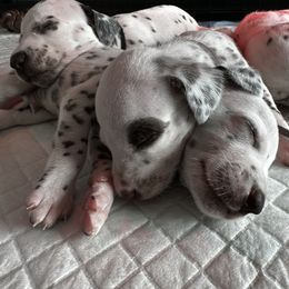 Dalmatian Puppies from City Dals