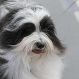Havanese from Elysium Fields Farm