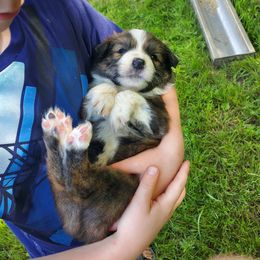 Ace (red collar) - Brindle male Border Collie puppy in Chester, Vermont from Countryside Border Collies