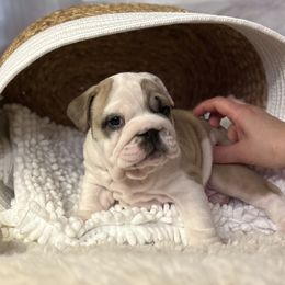 Bulldog Puppies from Sweet Rolls