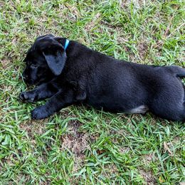 Labrador Retriever Puppies from Labradors Forever