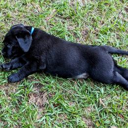 Labrador Retriever Puppies from Labradors Forever