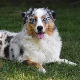 Oakley - Australian Shepherd