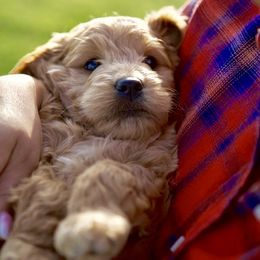 Bernedoodle and Goldendoodle Puppies from Lings Legacy Doodles