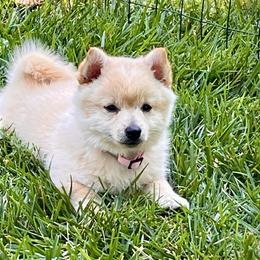 Alexandra - Cream female Schipperke puppy in Alcester, South Dakota from Dakota Dreamin Schipperkes