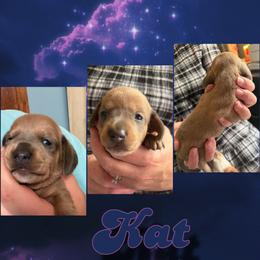 Kat - Fawn (Isabella) female Dachshund puppy in Brazil, Indiana from King Duke Dachshunds