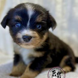 Novel - Blue merle male Toy Australian Shepherd puppy in East Berlin, Pennsylvania from Dusty Spring Australian Shepherds, LLC
