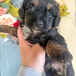 Resistol - Black tri-color male Aussiedoodle puppy in Granbury, Texas from Triple Cross Doodles