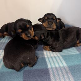 Black Tan Male 4 - Black male German Pinscher puppy in Chatham, Virginia from WMHK9/Roolyn German Pinschers