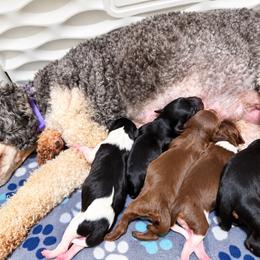 Morticia - Chocolate female Cavapoo puppy in Springfield, Ohio from Dawson & Daryn's Royal Companions