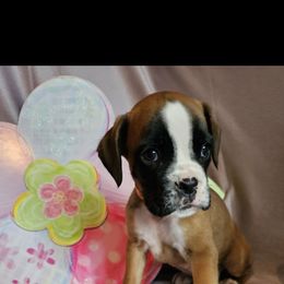 Boxer and Shih Tzu Puppies from L&L European Boxers and Shih Tzus