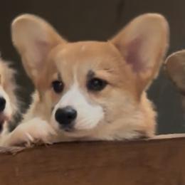 Girl 1 - Red female Pembroke Welsh Corgi puppy in Roy, Washington from Breyerwood