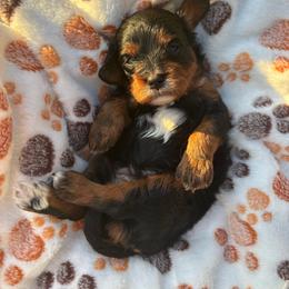 Koda - Tri-color male Cavapoo puppy in Picayune, Mississippi from JEN's Poodles