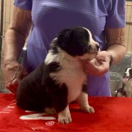 Girl - Black female Border Collie puppy in Farmersville, Texas from Omegamtn Border Collies