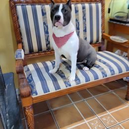 American Staffordshire Terrier puppies from Celtic Amstaffs