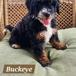 Buckeye - Tri-color male Bernedoodle puppy in Spring Valley, Wisconsin from Filipiak Breeders