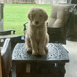 Aussiedoodle and Goldendoodle Puppies from Gray Doodles