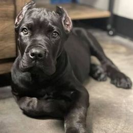 Cane Corso from AmericanK9