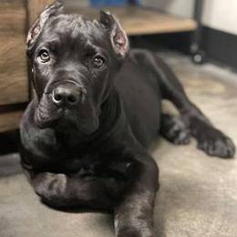 Cane Corso from AmericanK9