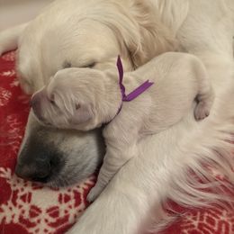 Girl 1 - Light golden female Golden Retriever puppy in East Hartford, Connecticut from Cherry Hollow Goldens