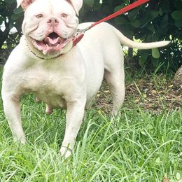 Coco - American Bulldog
