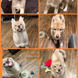 Robin - Red and white female Siberian Husky puppy in Canton, Ohio from Bleu Skies Siberian Huskies