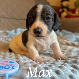 Max - Piebald male Dachshund puppy in Aiken, South Carolina from State Eight Dachshunds