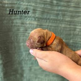 Hunter - Dark golden male Golden Retriever puppy in Fruitland, Idaho from Bethel Retrievers
