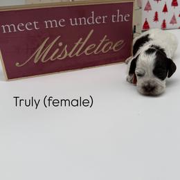 Truly - Chocolate female Australian Labradoodle puppy in Denton, Texas from Liberty Hill Labradoodles