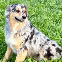 Lucy - Miniature Australian Shepherd