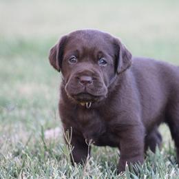 Yellow collar female - Chocolate female Labrador Retriever puppy in Marysville, California from Britt Labradors