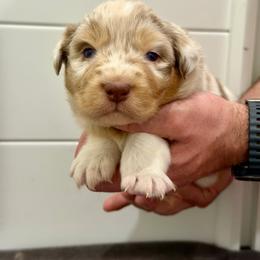 Teddy - Red merle male Australian Shepherd puppy in Collinston, Utah from Corbridge Aussies