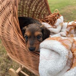 Autumn - Red female Dachshund puppy in Ecru, Mississippi from Toddy Kennels