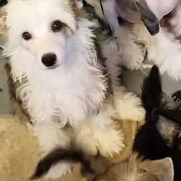 Chinese Cresteds and Manchester Terriers from Fantasy Kennels