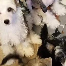 Chinese Cresteds and Manchester Terriers from Fantasy Kennels