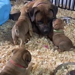 Boerboel puppies from Silverthorne Boerboels
