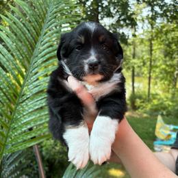 Rachel - Black tri female Miniature Australian Shepherd puppy in Kinsale, Virginia from Northern Neck Aussies